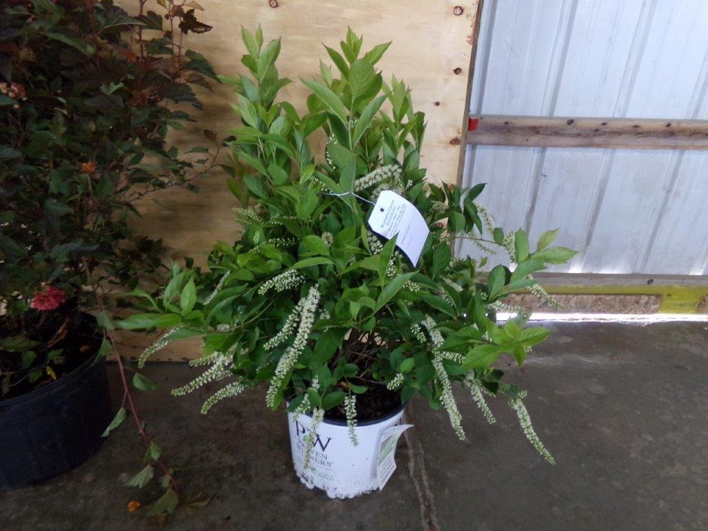 PHOTO GALLERY Blooming Grove Auction